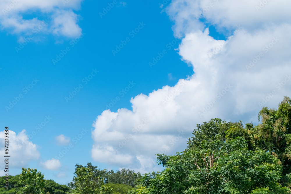 Green trees and a cloudy blue sky,summer time.