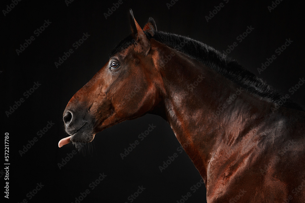 Fototapeta premium Portrait horse black backgrond