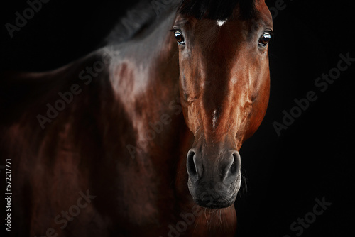 Portrait horse black backgrond