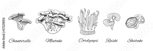 Hand drawn medical mushrooms collection. Chanterelle sketched art. Maitake and reishi doodle. Cordyceps and shiitake vector illustration.