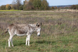 Donkey standing in wide, wild landscape, Equus africanus asinus
