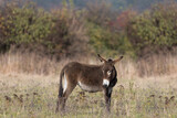 Brown donkey with white eyes and muzzle, Equus africanus asinus