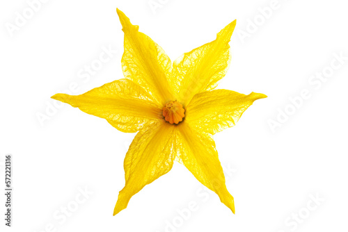 Isolated yellow flower of a tomato plant, macro, solanum lycopersicum
