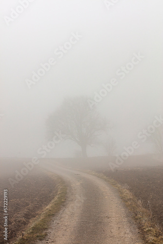 tree in the mist 