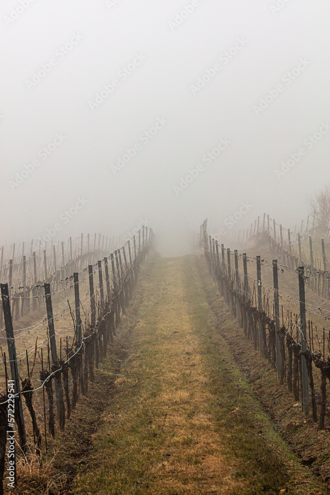 misty autumn vineyards misty autumn vineyards