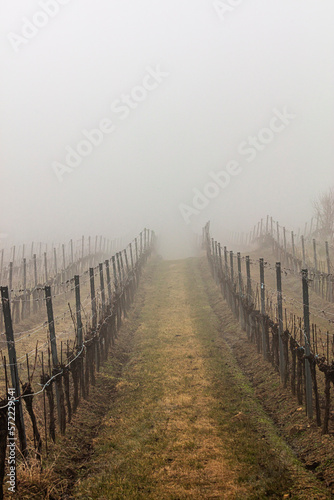 misty autumn vineyards