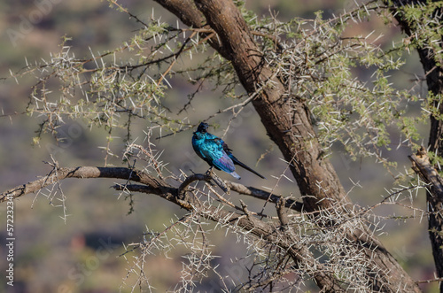 okonjima Südafrika