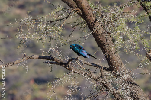 okonjima Südafrika photo