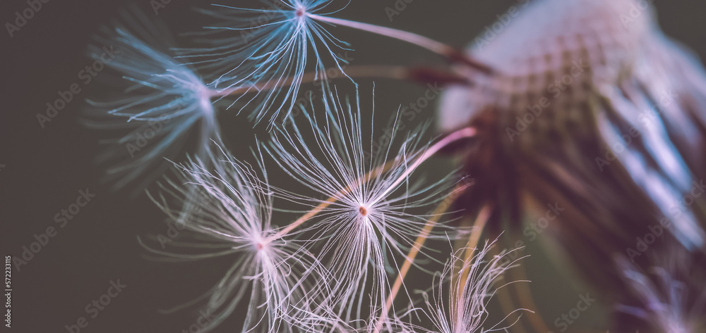 close up of a dandelion close up of a dandelion