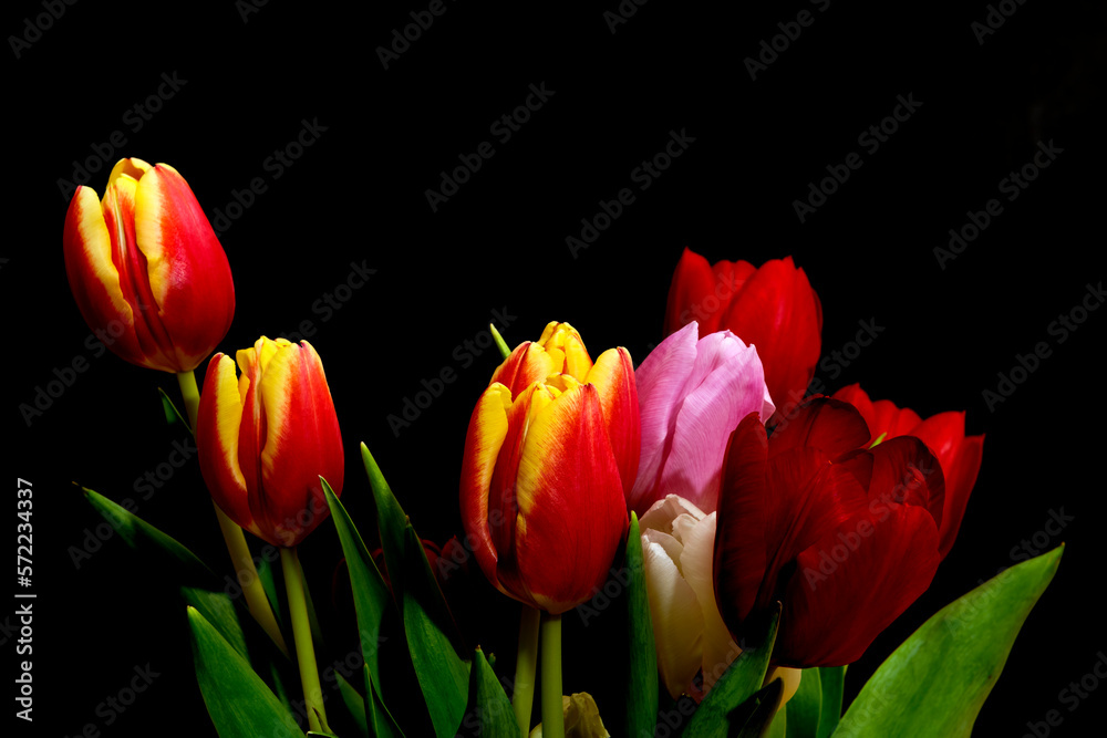 Multi-coloured tulips against a dark background Multi-coloured tulips against a dark background