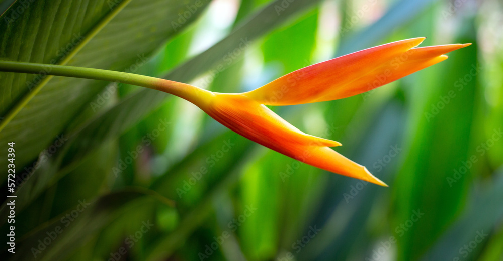 Obraz premium Yellow-orange Heliconia flower on light and dark tropical leaf nature background.green leaves and nature background