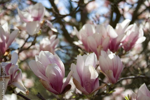 Fototapeta Naklejka Na Ścianę i Meble -  Pink buds of blooming magnolia on the branches close-up