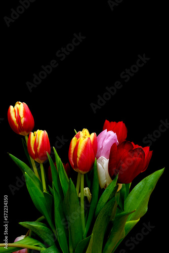 Multi-coloured tulips against a dark background