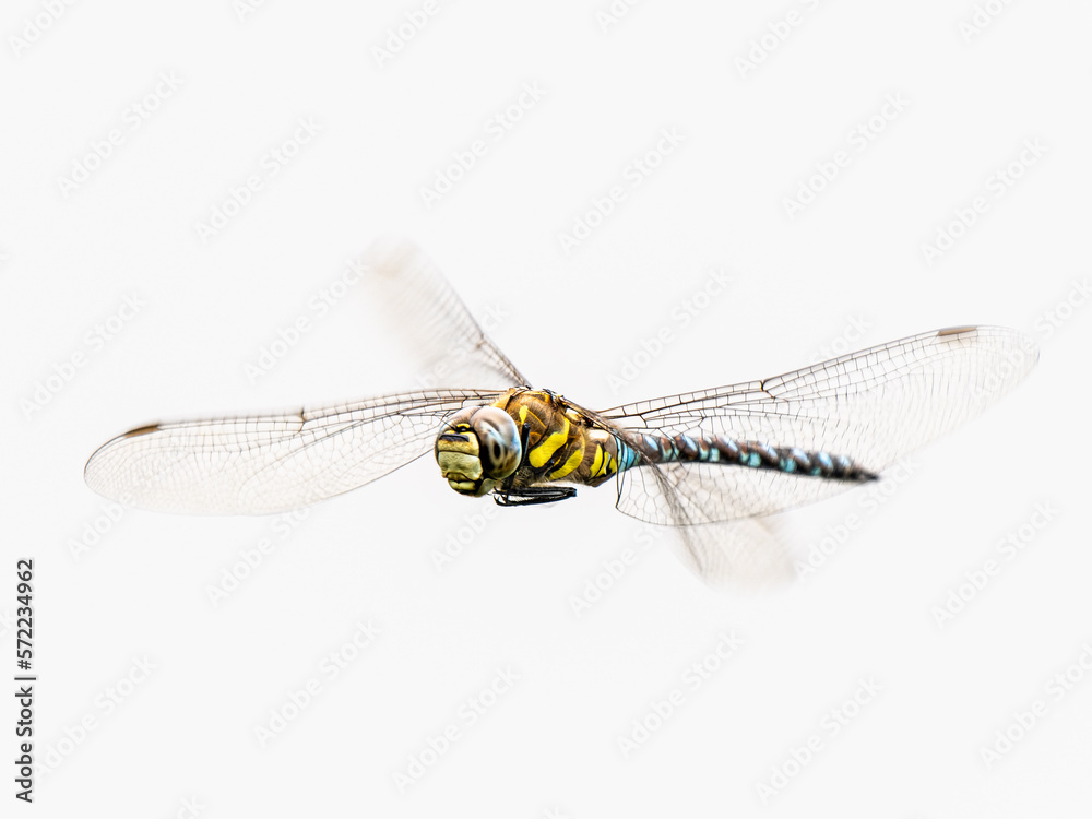 Migrant Hawker Dragonfly in Flight
