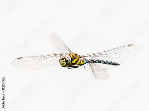 Obraz na płótnie Migrant Hawker Dragonfly in Flight w salonie
