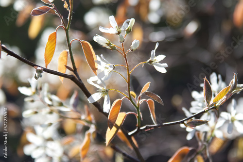 Blossoming branch of Amelanchier laevis close-up photo