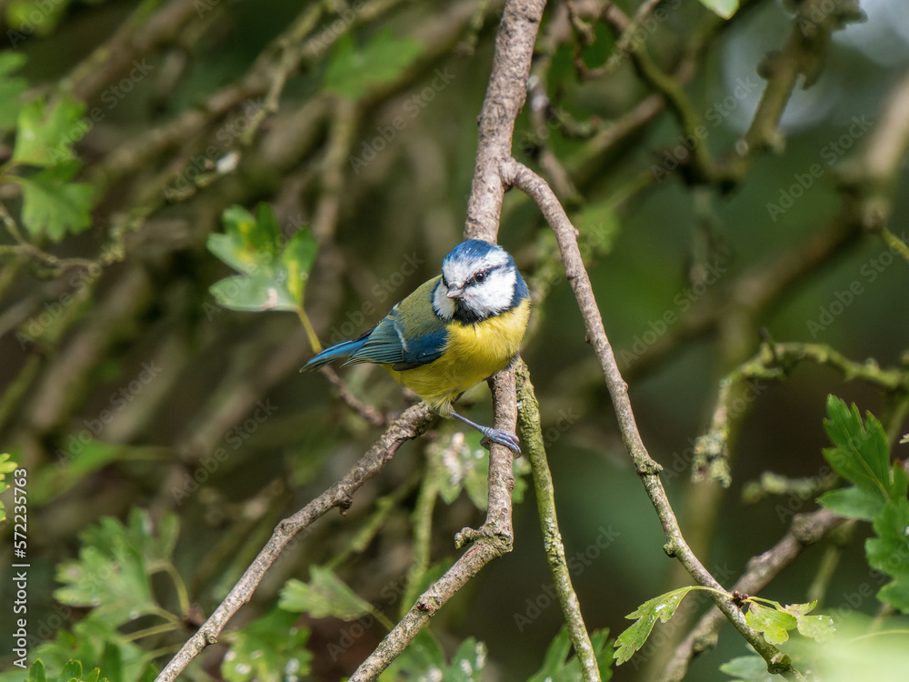 Fototapeta premium Blue Tit Perched in a Tree