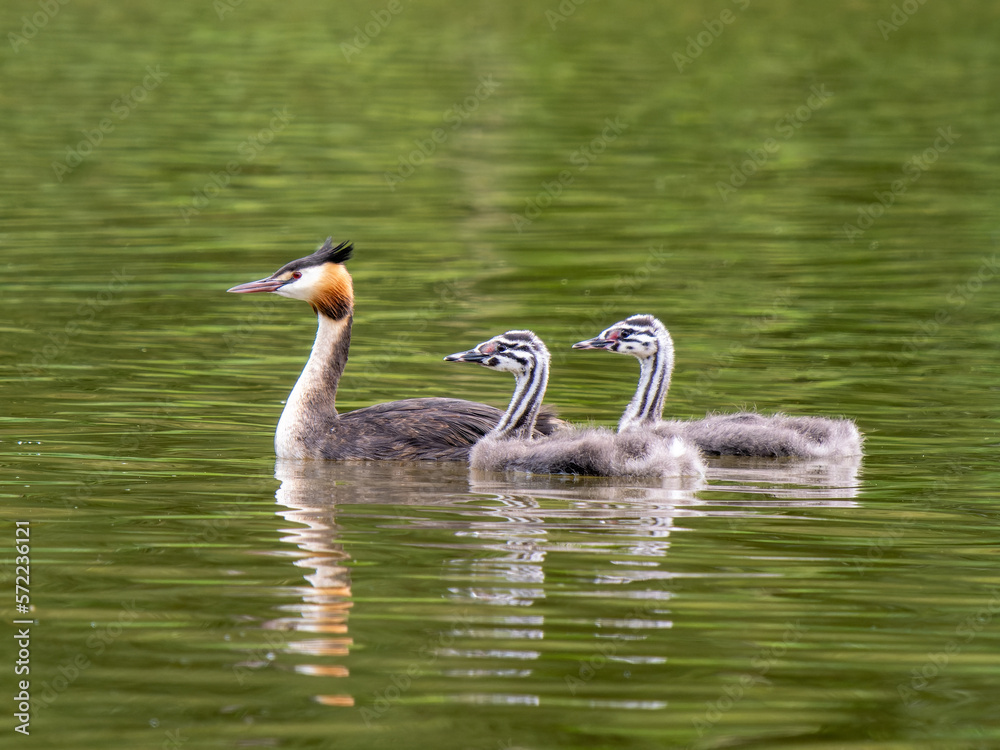 Obraz premium Great Crested Grebe and a Juvenile
