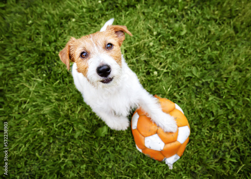 Tablou canvas Playful happy smiling pet dog holding her paw and looking on a toy ball in the grass