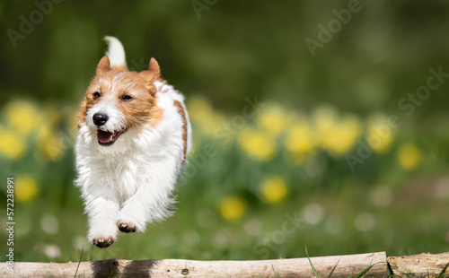 Happy jack russell terrier dog running, jumping in the flower garden. Spring, easter banner or background. Puppy training.