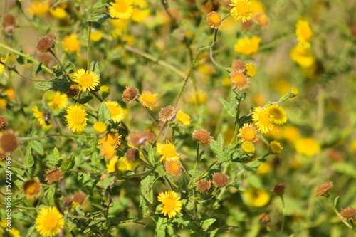 Closeup of yellow common fleabane flowerbed with selective focus on foreground © Cenusa Silviu Carol