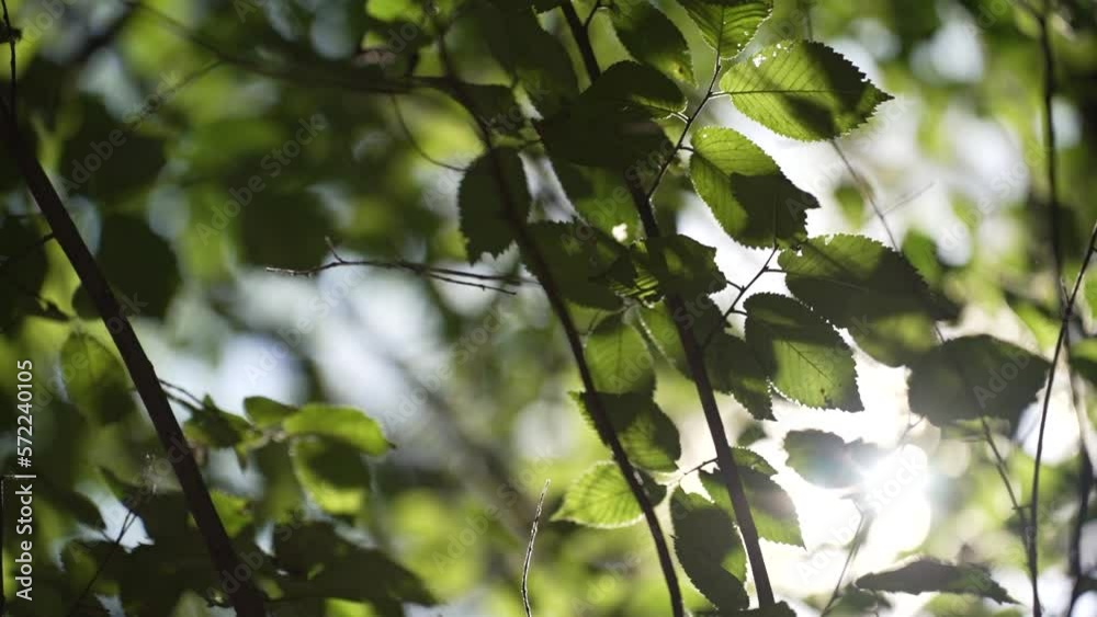 The glare of the sun through the leaves of a tree. Tree Branches With Green Leaves Shining With Sunlight. The bright sun shines through the leaves of the trees casting beautiful lights and glare. The glare of the sun through the leaves of a tree. Tree Branches With Green Leaves Shining With Sunlight. The bright sun shines through the leaves of the trees casting beautiful lights and glare.