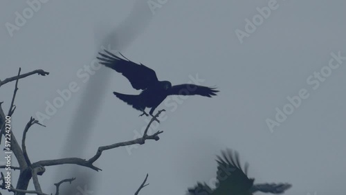 Rooks Colony / Corvus Frugilegus Flying Slow motion Image