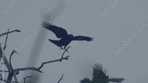 Rooks Colony / Corvus Frugilegus Flying Slow motion Image photo