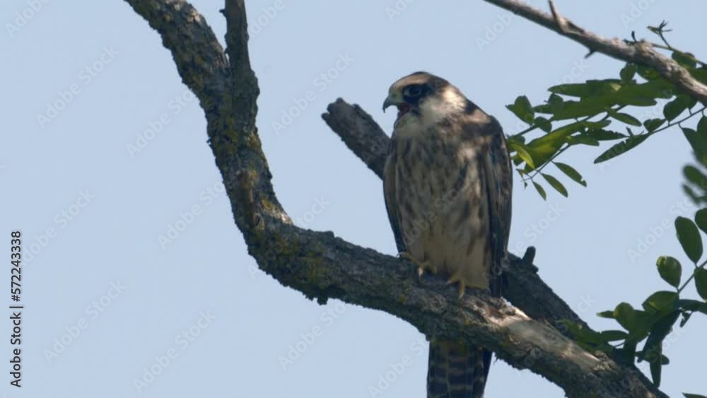 Red Footed Hawk Falco Vespertinus In Natural Environment.Slow Motion Image Red Footed Hawk Falco Vespertinus In Natural Environment.Slow Motion Image