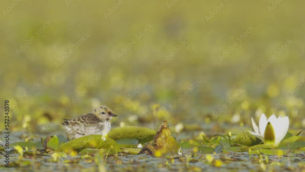 Chicks Whiskered Tern (Chlidonias Hybrida) Among The Leaves Of Water Lilies. Slow motion Image Chicks Whiskered Tern (Chlidonias Hybrida) Among The Leaves Of Water Lilies. Slow motion Image