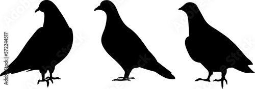 Pigeons. Black silhouettes of pigeon birds isolated on a white background. Set of vector illustrations