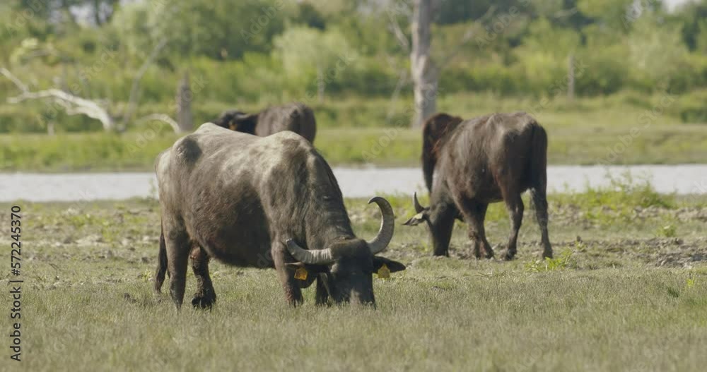 Herd Of Bubalus Bubalis (Water Buffalo) GrazingSlow Motion Image Herd Of Bubalus Bubalis (Water Buffalo) GrazingSlow Motion Image