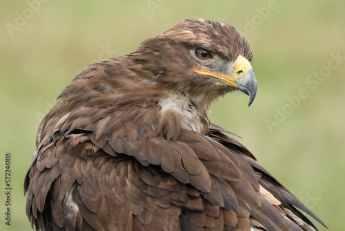 Portrait of a Steppe Eagle cleaning its feathers  © RMMPPhotography