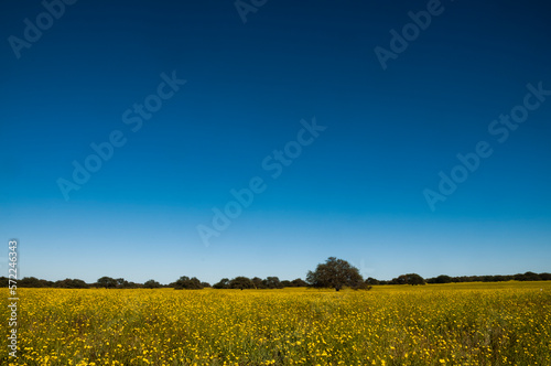 Flowered field in the Pampas Plain, La Pampa Province, Patagonia, Argentina.