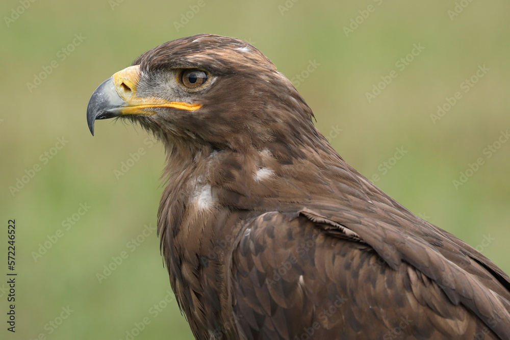 Portrait of a Steppe Eagle against a green background
