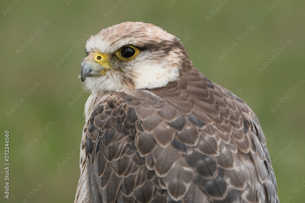Portrait of a Lanner Falcon against a green background
