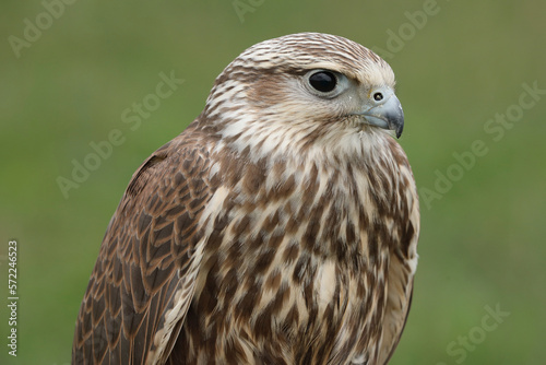 Portrait of a Saker Falcon against a green background 
