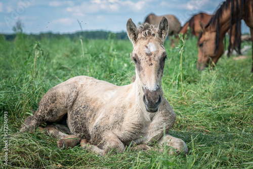 Fototapeta Naklejka Na Ścianę i Meble -  Beautiful thoroughbred horses graze on a summer meadow.
