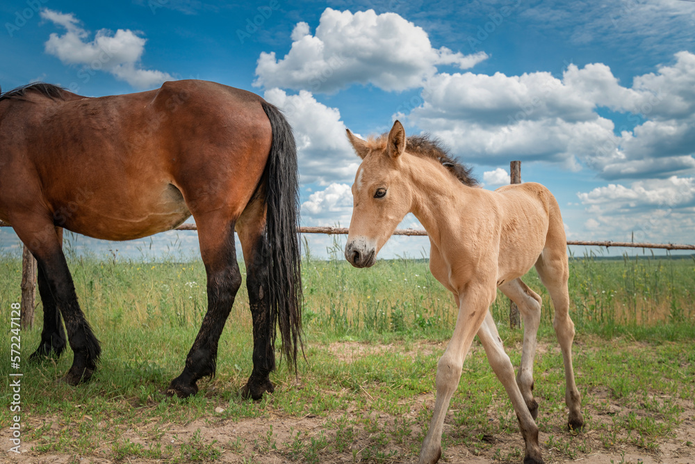 Beautiful thoroughbred horses graze on a summer meadow.