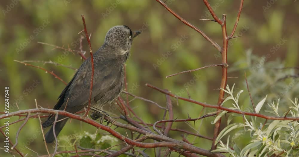 Slow Motion Close Up Shot Of A Western Jackdaw Sitting On A Branch Slow Motion Close Up Shot Of A Western Jackdaw Sitting On A Branch