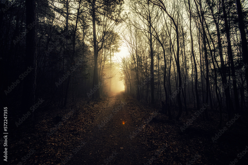 Naklejka premium path in autumn forest