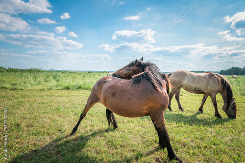 Beautiful thoroughbred horses graze on a summer meadow.