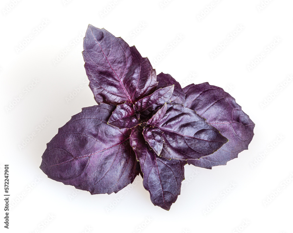 Fresh purple basil leaves isolated on white background