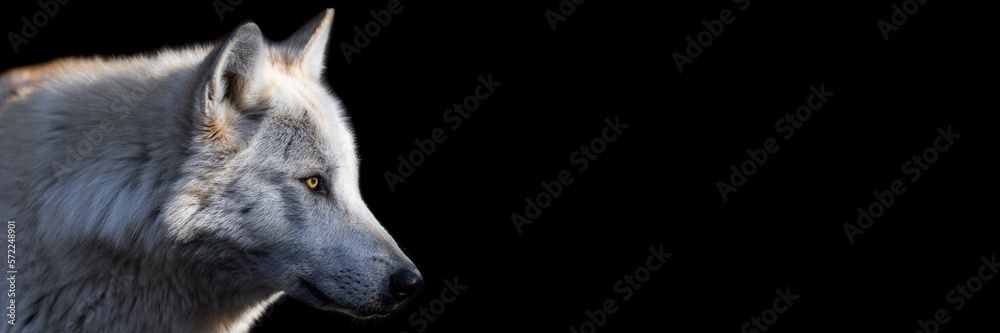 Template of a black wolf with a black background
