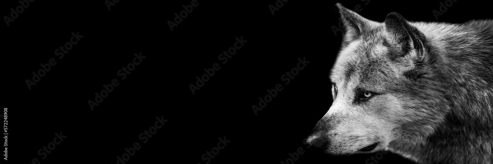 Template of a black wolf with a black background