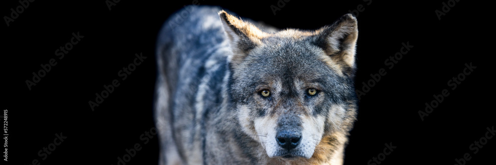 Portrait of a grey wolf with a black background