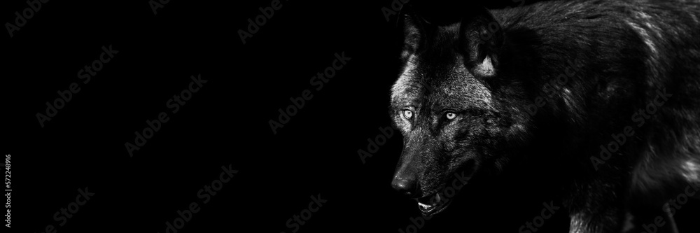 Template of a black wolf with a black background