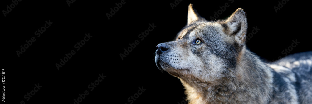 Portrait of a grey wolf with a black background
