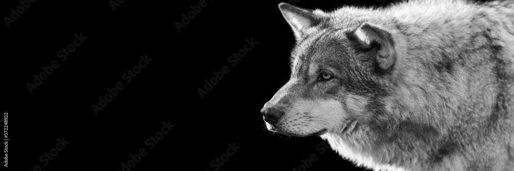 Portrait of a grey wolf with a black background
