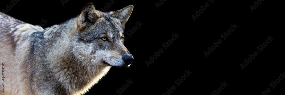 Portrait of a grey wolf with a black background